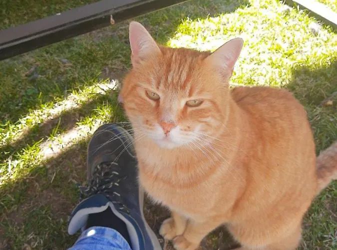 Ferienhaus Georgie Апартаменты