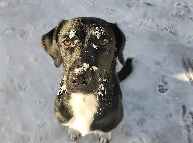 Ferienhaus Georgie Апартаменты *