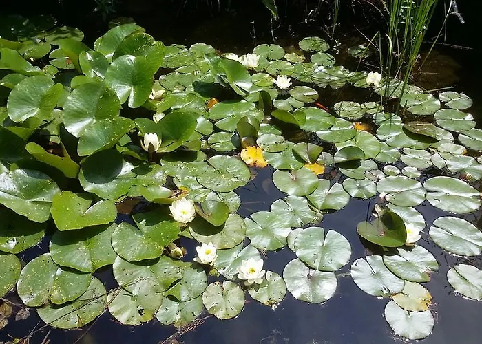 Апартаменты Ferienhaus Georgie *